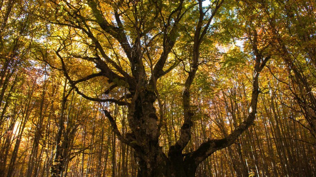 View upwards into canopy of large beech tree surrounded by dense forest.