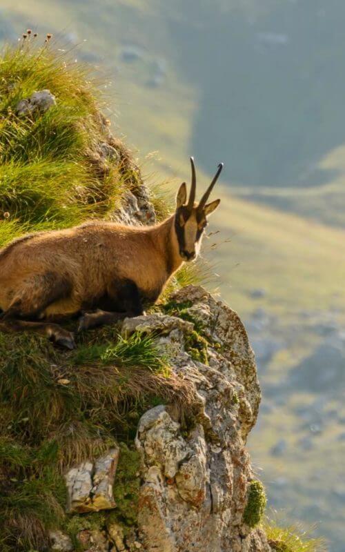 Mountain goat (chamois) sat on cliffs edge with rolling green mountainsides in background.