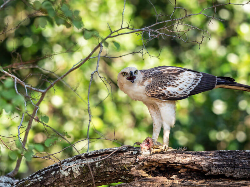 Crested eagle eagle preying in Sri Lanka National Park.