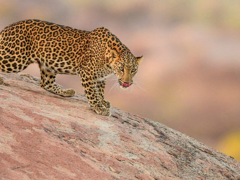 Female Leopard, Jawai, India