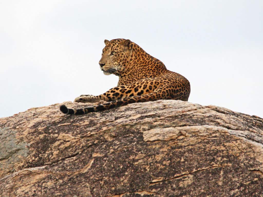 Leopards in their natural habitat. Taken at the Yala National Park in Sri Lanka.