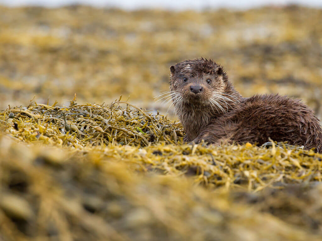 Otter, Scotland