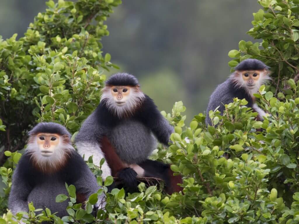 Three grey and white red shanked douc monkeys say in tree tops looking towards camera.