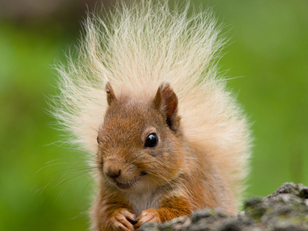 Red Squirrel, Scotland, United Kingdom