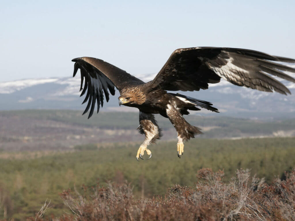 Eagle, Scotland, United Kingdom
