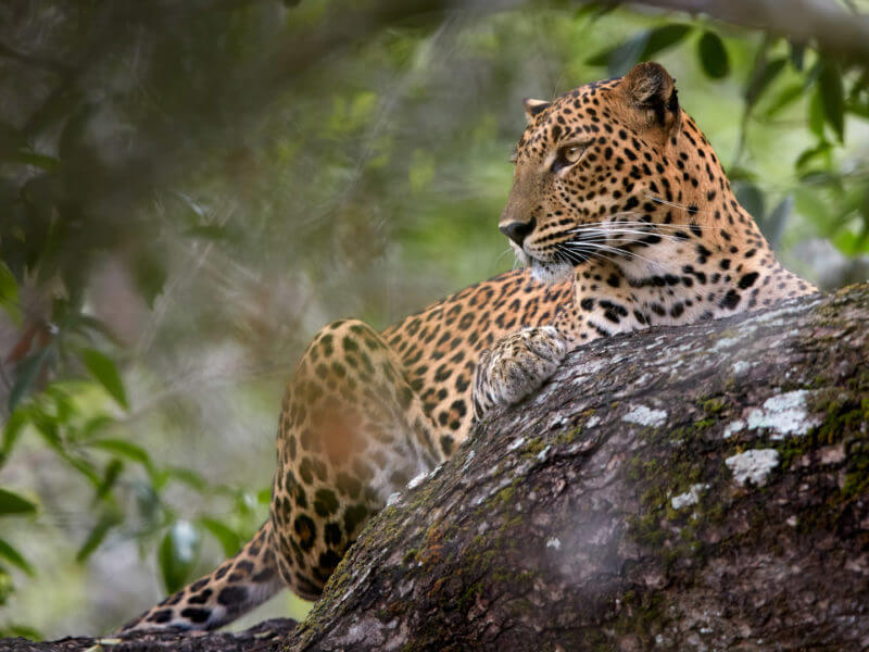 Sri Lankan Leopard, Sri Lanka