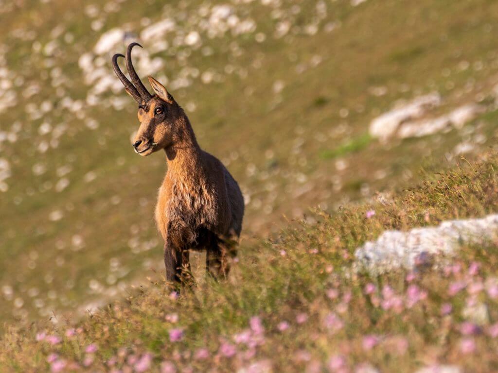 Wild goat (chamois) stood on sloping alpine hillside with pink flowers in foreground.