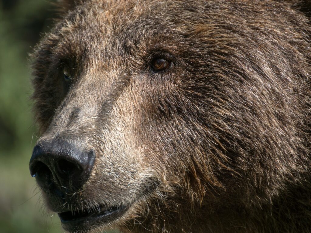 Close up of brown bear face, Spain
