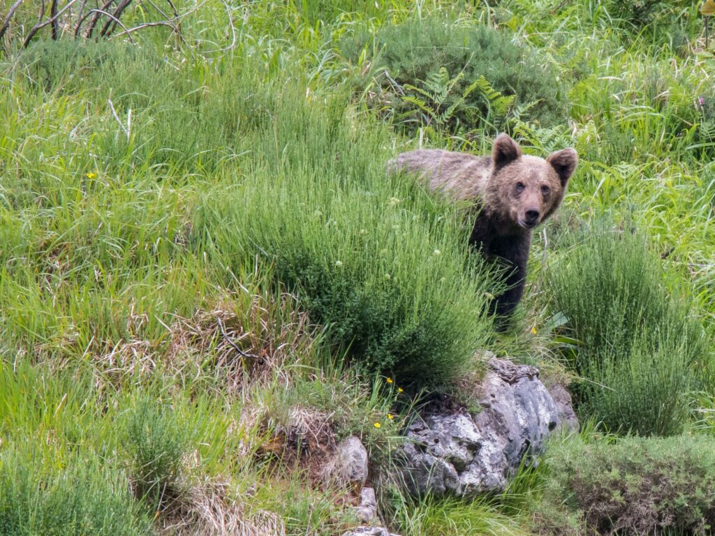 Brown bear looking from grass Spain