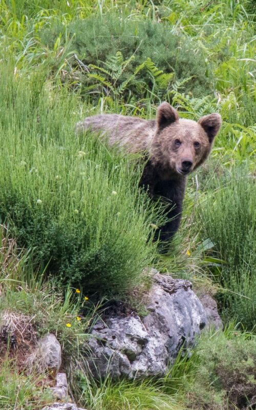 Brown bear looking from grass Spain