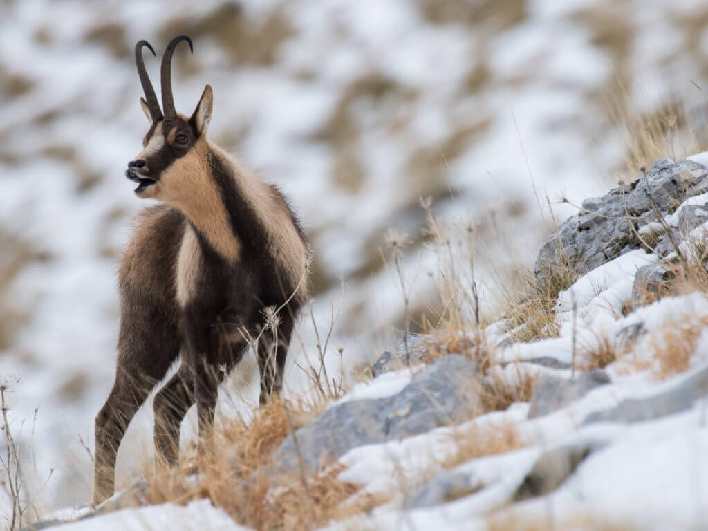 Horned black and cream chamois (goat) stood on rocky, snowy mountainside .