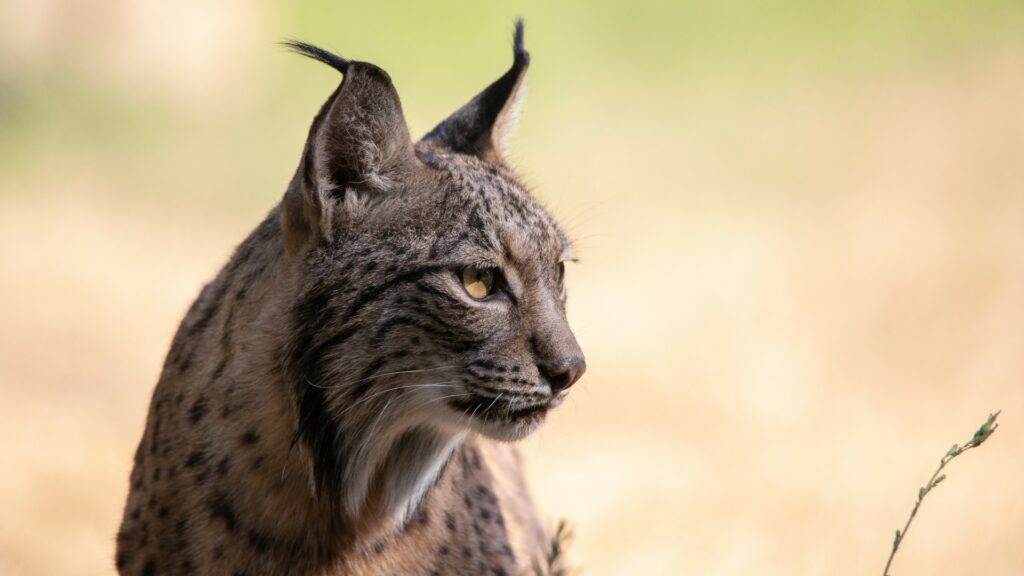 Iberian lynx close up of face, Spain