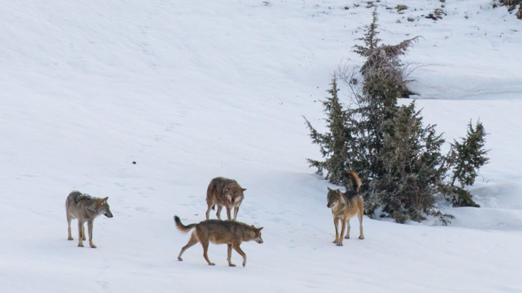 Four wolves on snow covered hillside.