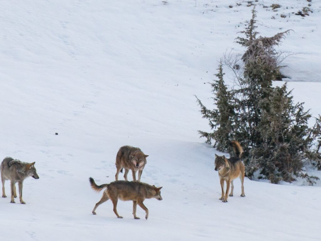Four wolves on snow covered hillside.