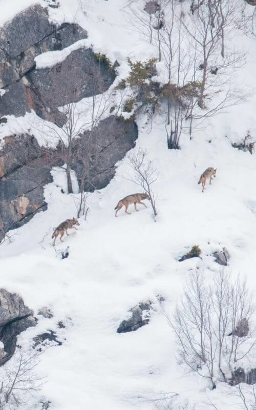 Three wolves walking up snow covered, rocky mountainside.