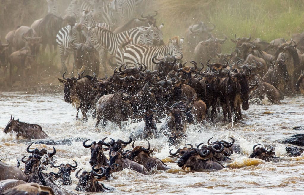 Wildebeests are crossing Mara river. Great Migration. Kenya. Tanzania. Masai Mara National Park.