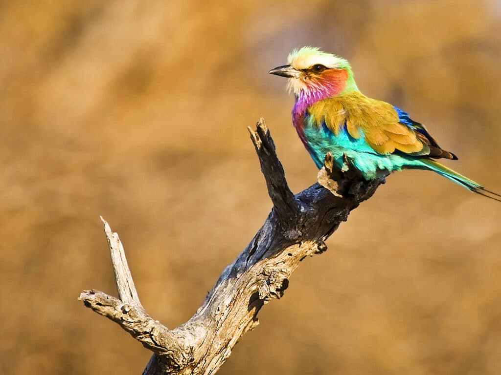 Lilac Breasted Roller, Kruger National Park, South Africa