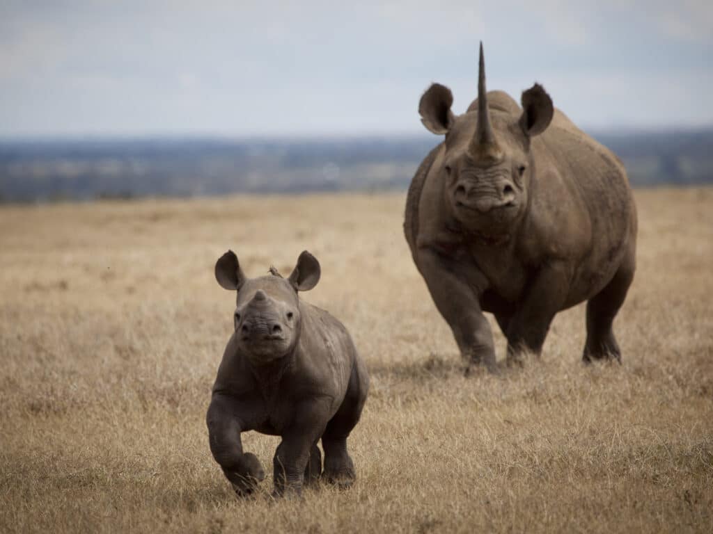 Solioa Lodge, Rhino and calf, Laikipia, Kenya