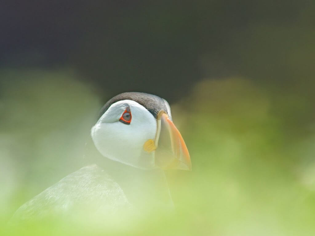 Atlantic puffin, UK