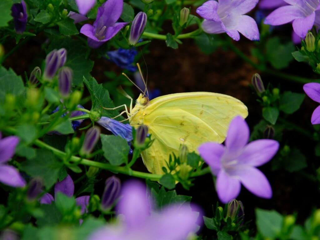 Yellow butterfly, Cotswolds, England UK