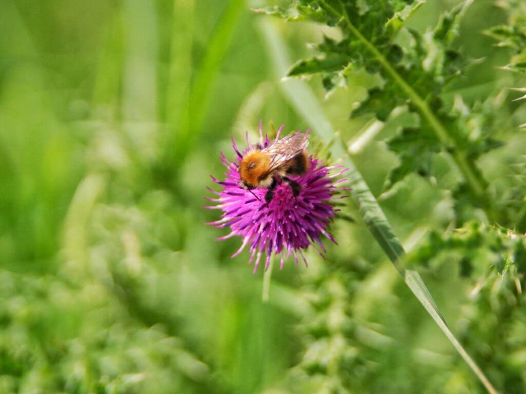 Bee on a thistle, Cotswolds, England, United Kingdom