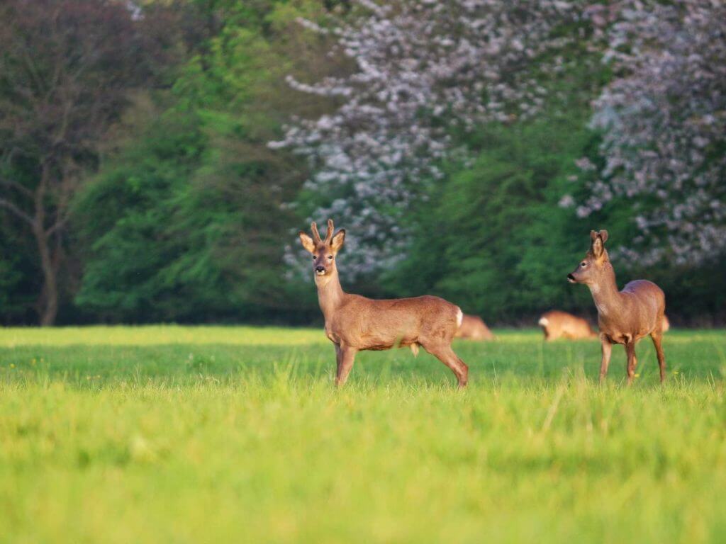 Roe deer near Ampney Crucis, Cotswolds, England,  United Kingdom