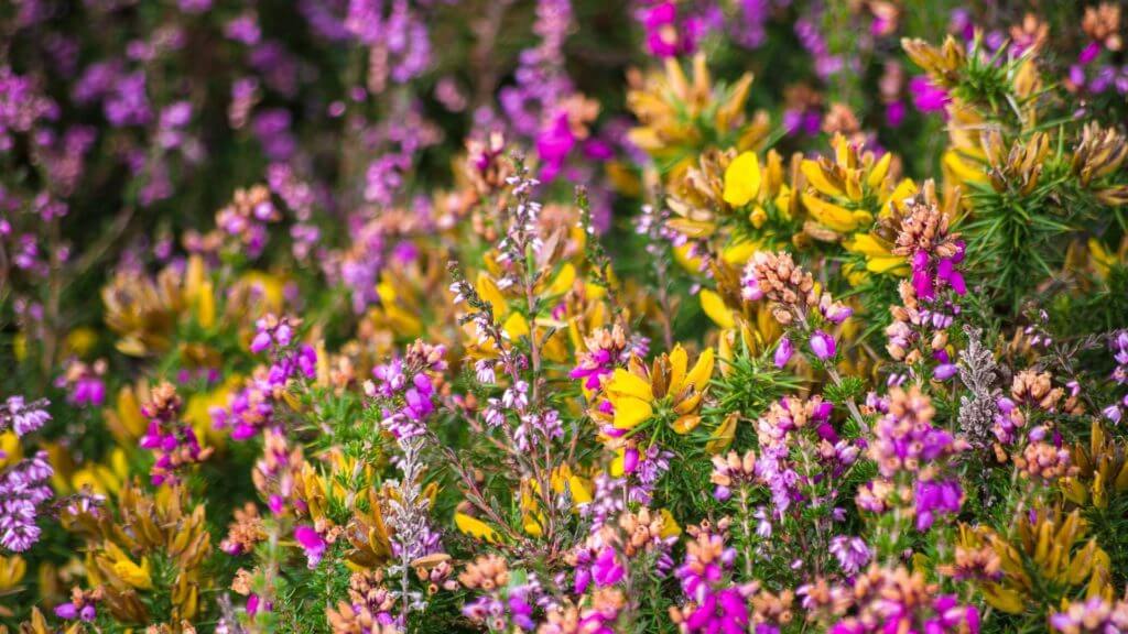 Flowers on Exmoor, Devon, England, United Kingdom