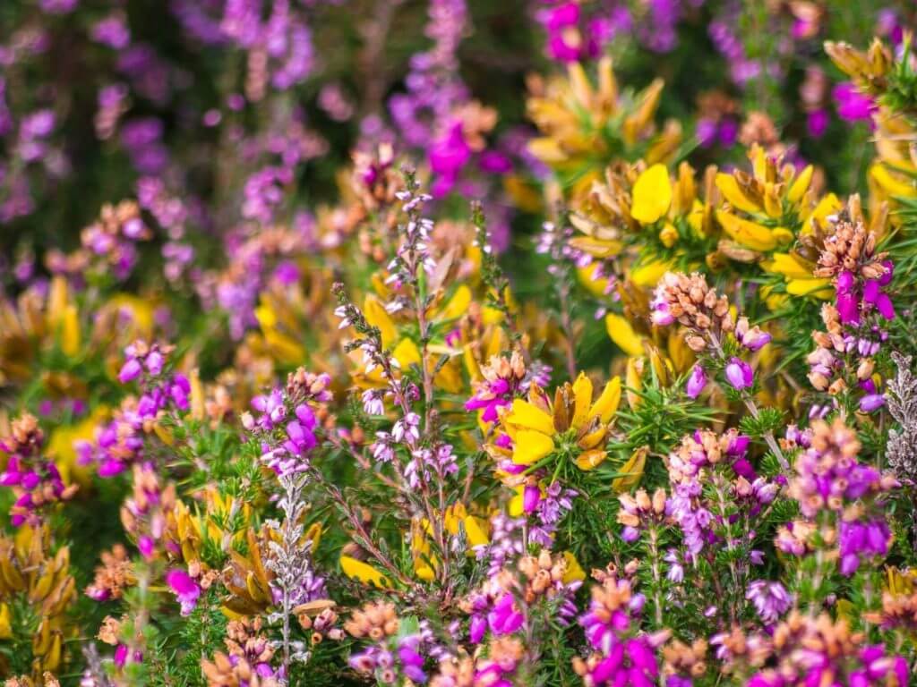 Flowers on Exmoor, Devon, England, United Kingdom
