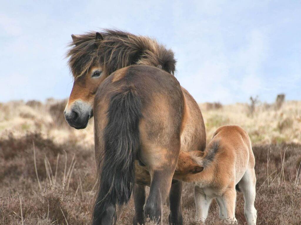 Ponies on Exmoor, Devon, England,  United Kingdom