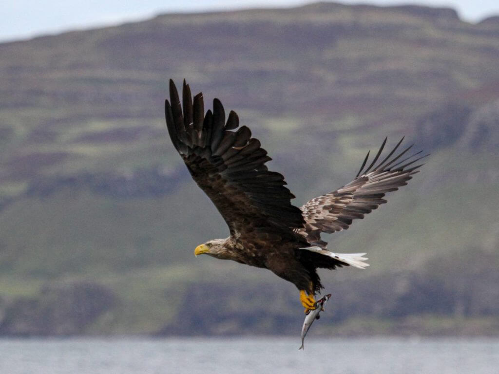White-tailed eagle with fish in Scotland