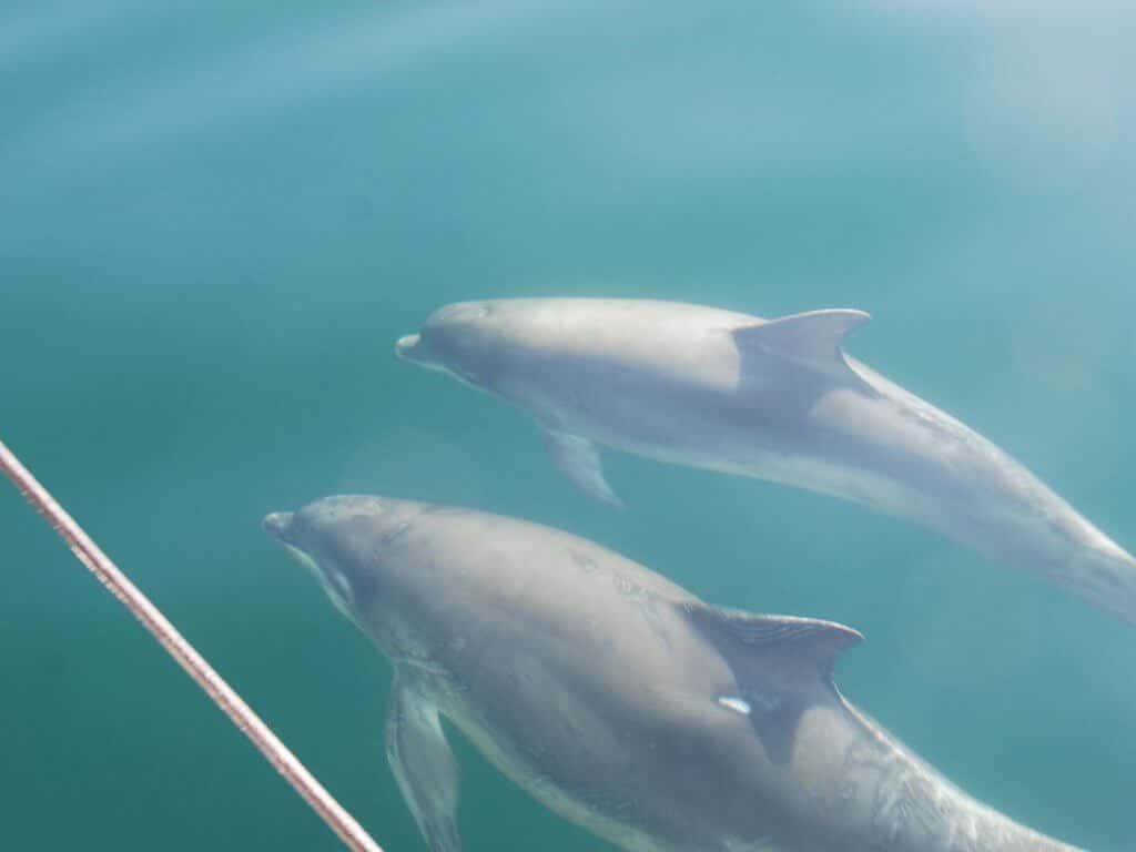 Dolphins, Scotland