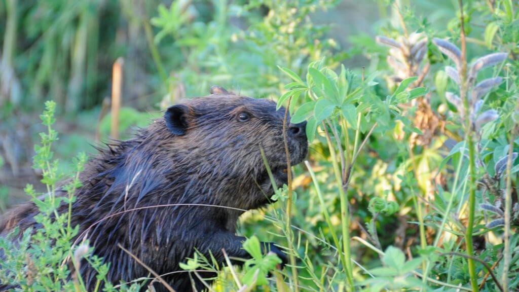 Beaver, UK