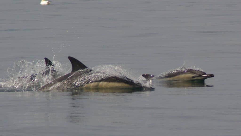 Dolphins, Scotland