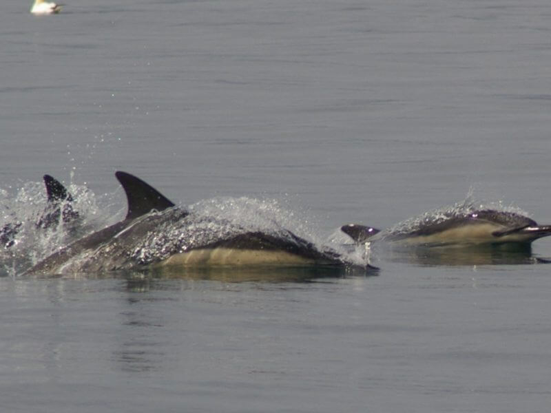 Dolphins, Scotland