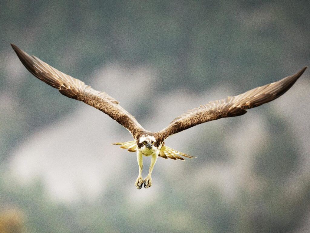 Osprey in flight, Scotland