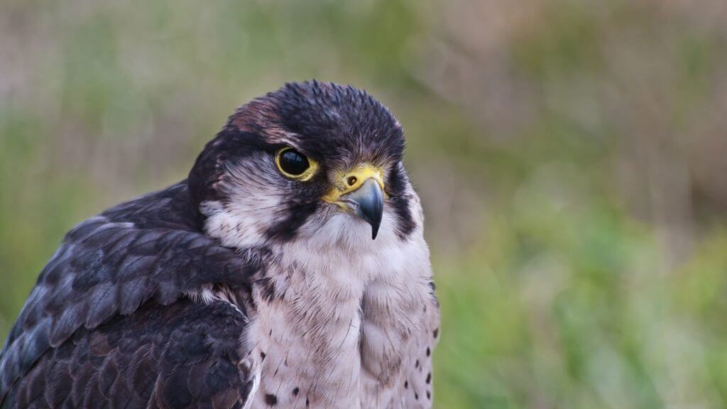 Peregrine falcon, UK