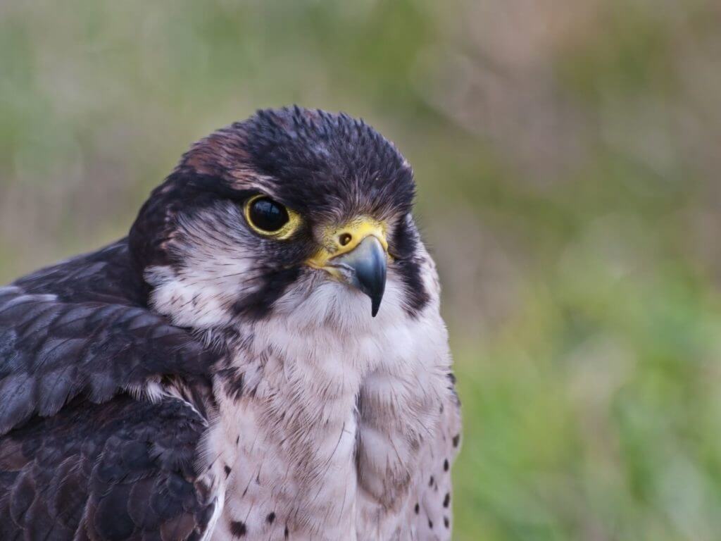 Peregrine falcon, UK