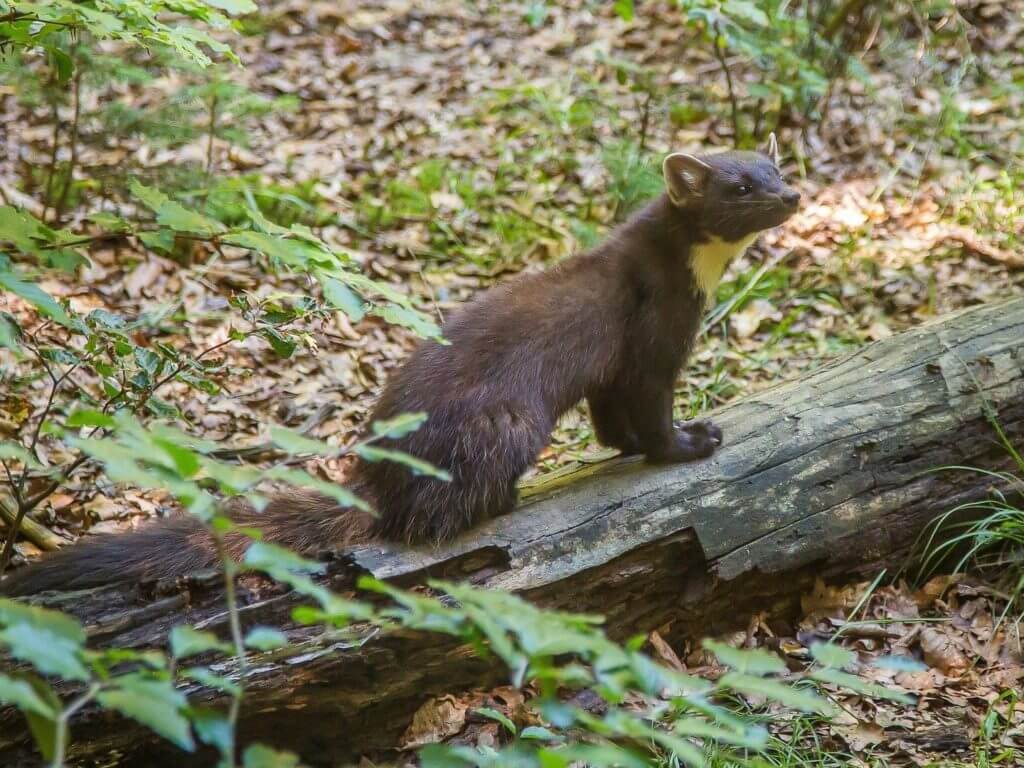 Pine marten, Scotland, UK