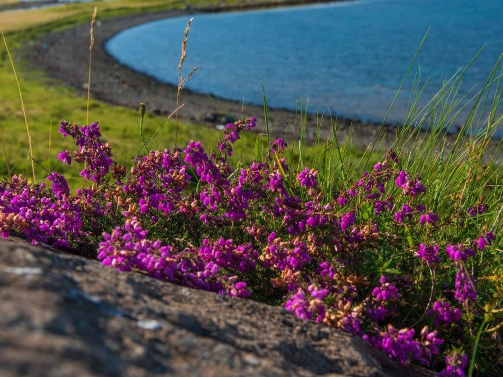 Gorse in front of Coral Beach, Scotland, UK