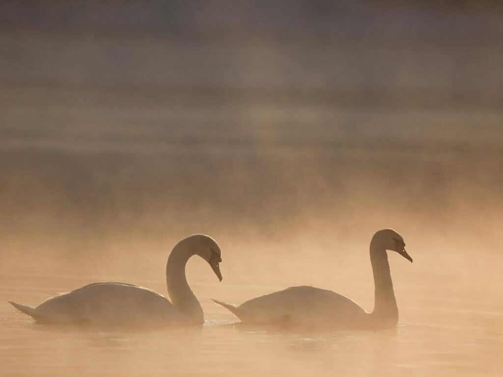Swans on Loch Insh, Cairnsgorms, Scotland