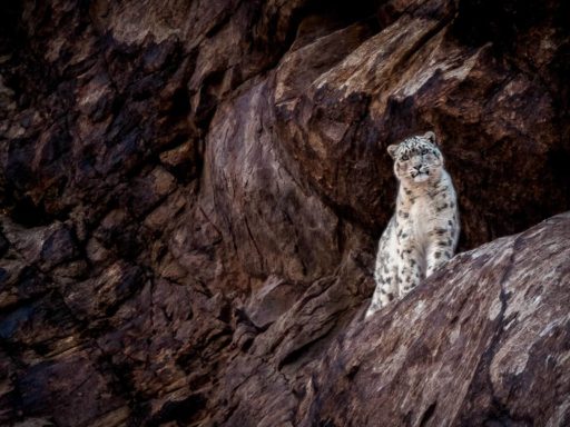 Lungmar Camp, Ladakh, India