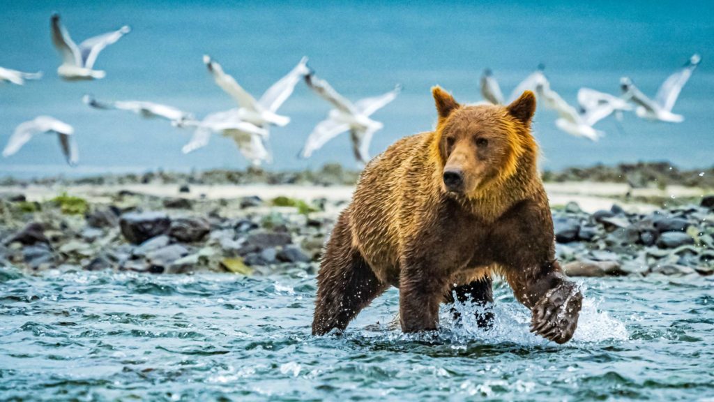 Alaska Bear Camp, Alaska, USA