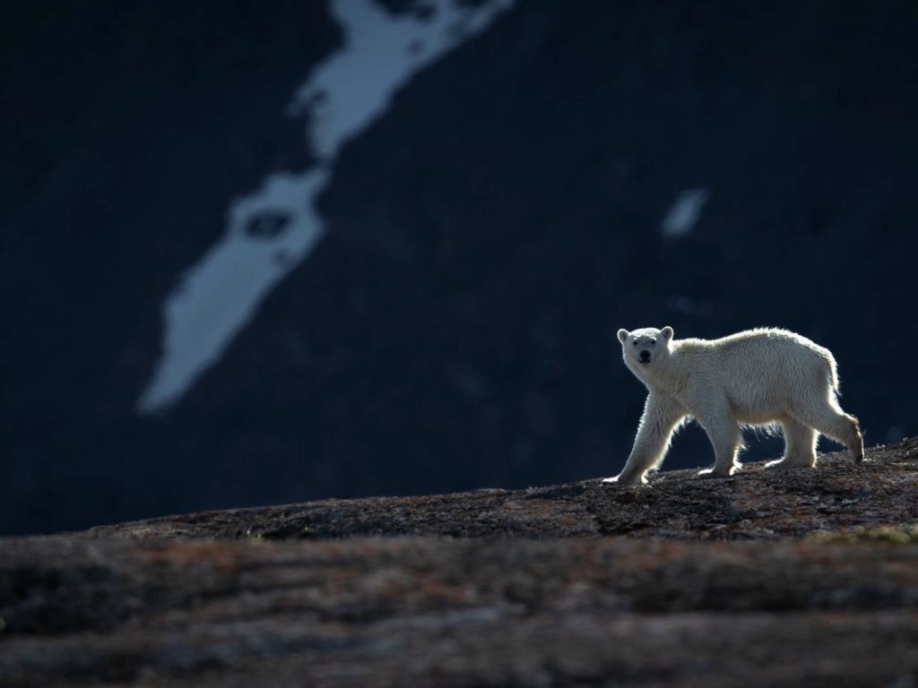 Paul Goldstein, Sea, Polar Bear, snow Spitsbergen