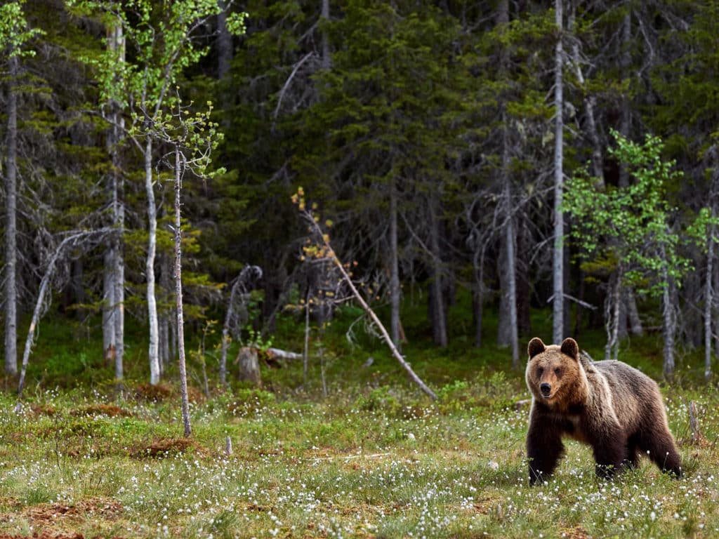 Brown Bear, Canada