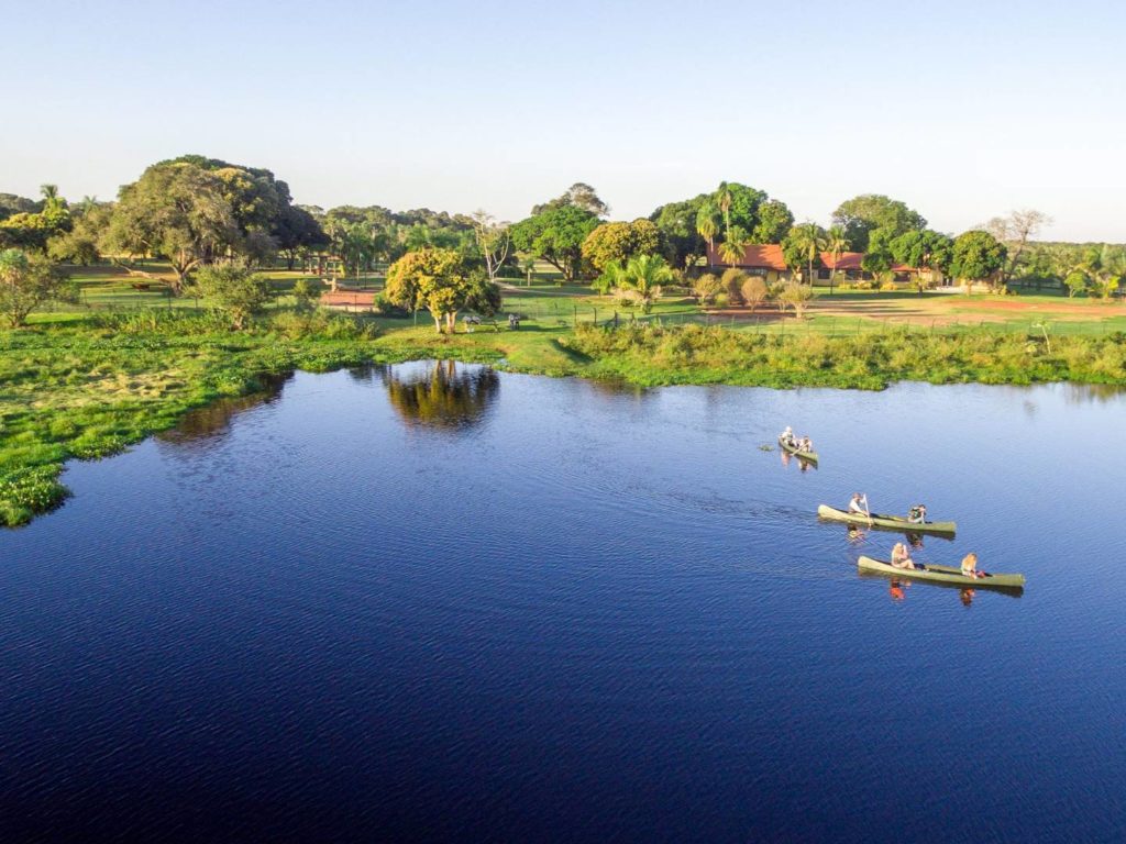 Caiman, Pantanal, Brazil