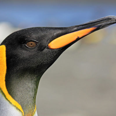 King Penguin head shot, St Andrew's Bay