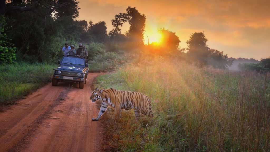 Waghoba Eco Lodge, Tadoba, India