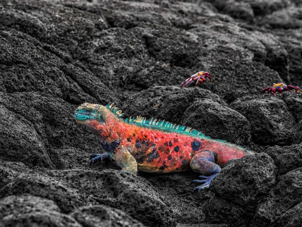Christmas Iguana, Espanola Island, Galapagos Islands