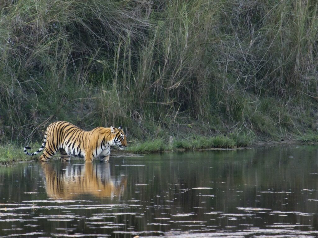Tiger entering water, Bardia National Park, Kathmandu, Nepal