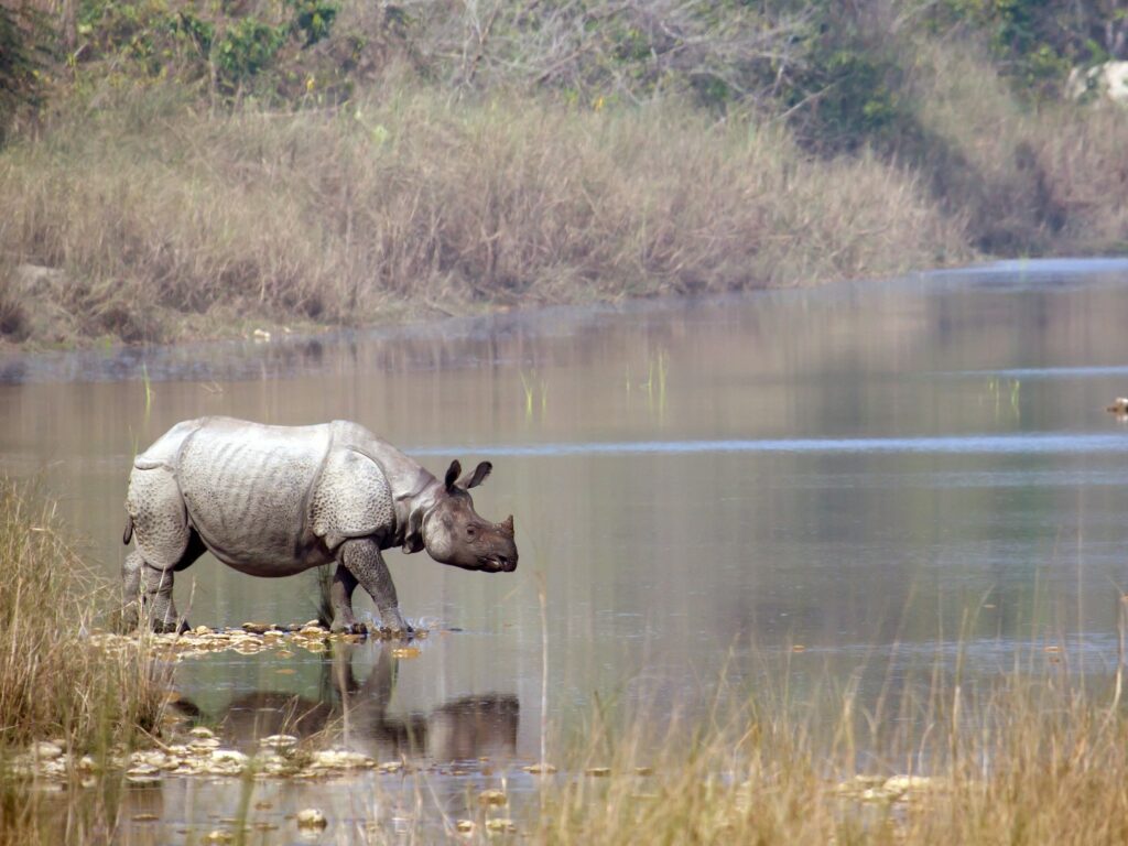 Greater one horned rhino entering water, Bardia National Park, Kathmandu, Nepal